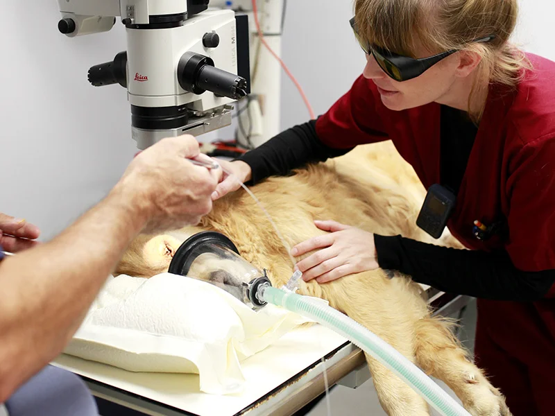 Anesthésie gazeuse d'un chien sur une table opératoire