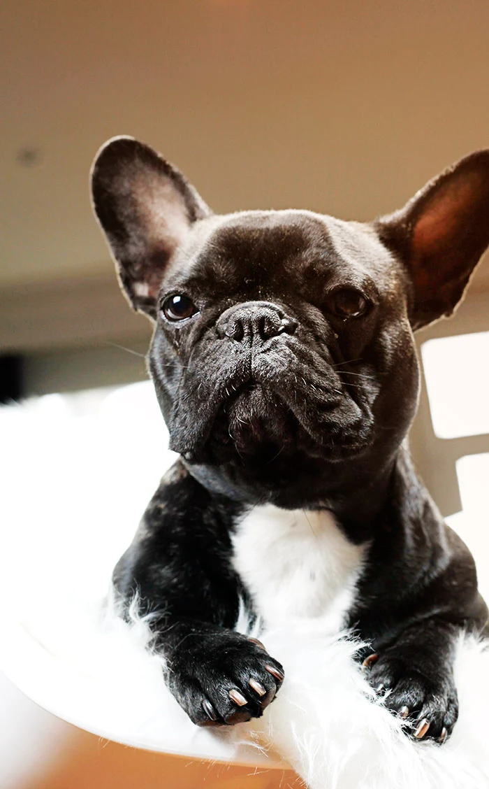 Bouledogue français avec une sténose des narines