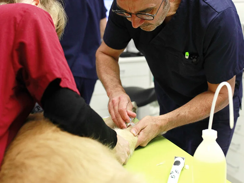 Pose d'un cathéter sur un chien pour anesthésie par voie intraveineuse