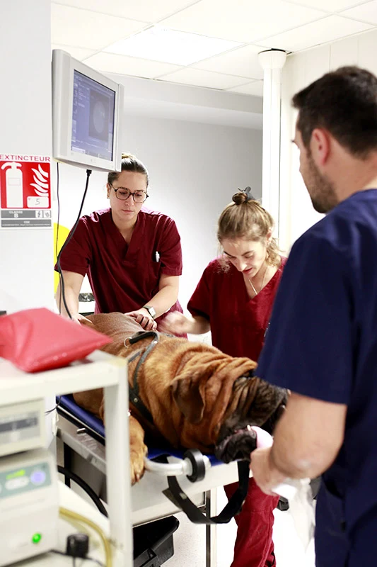 vétérinaire réalisant un examen pré-opératoire à un chien sous anesthésie