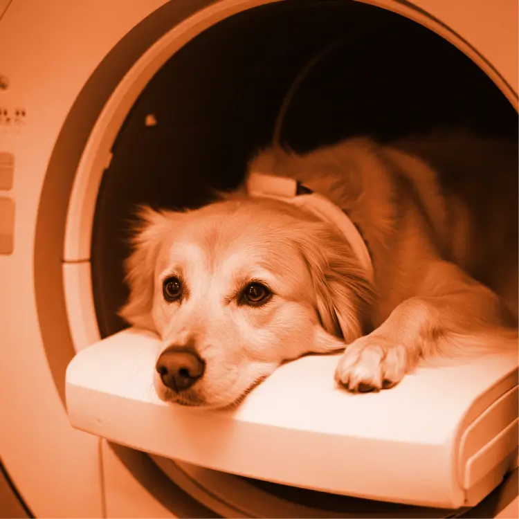 IRM vétérinaire d'un chien