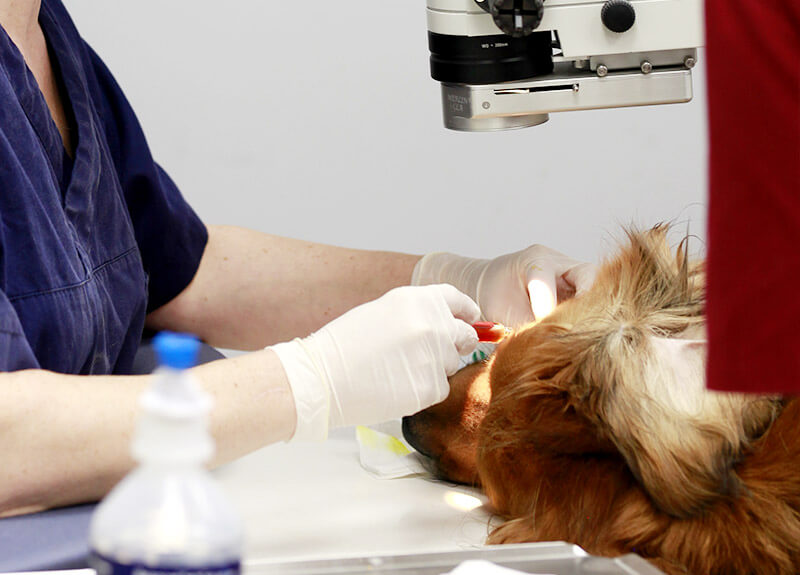 Vétérinaire ophtalmologiste réalisant l'opération de la cataracte d'un chien