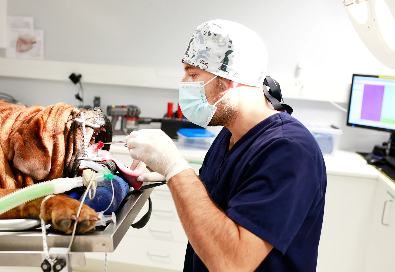 Vétérinaire réalisant une opération chirurgicale dans la bouche d'un chien, pour extraire une tumeur, dans la clinique IO vet à Lille (59)