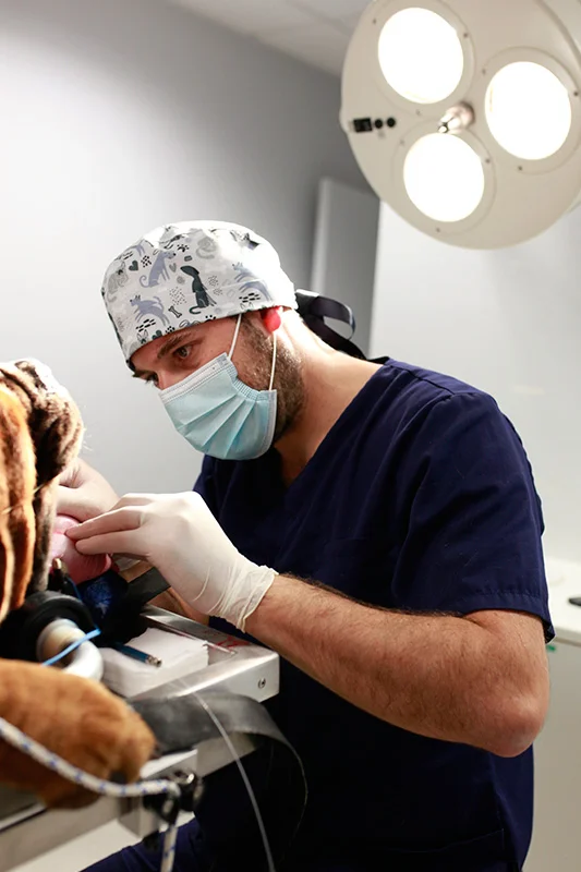 Chirurgien vétérinaire opérant un chien dans le bloc opératoire