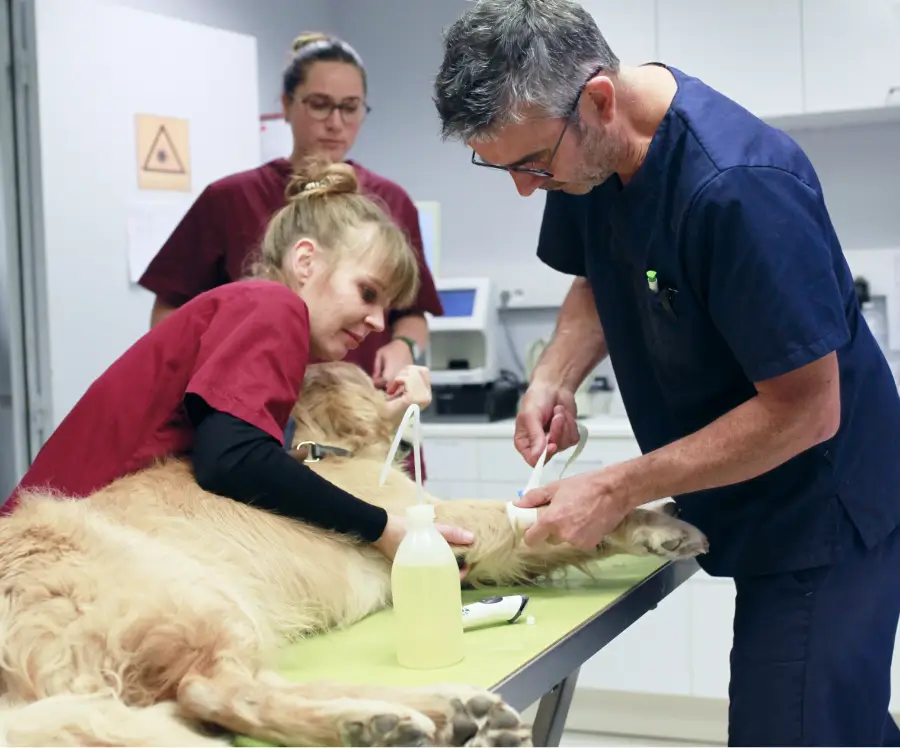 Équipe vétérinaire IO Vet' en tenue médicale examinant un golden retriever sur table d'examen verte, avec matériel de soin, dans la clinique de Lille