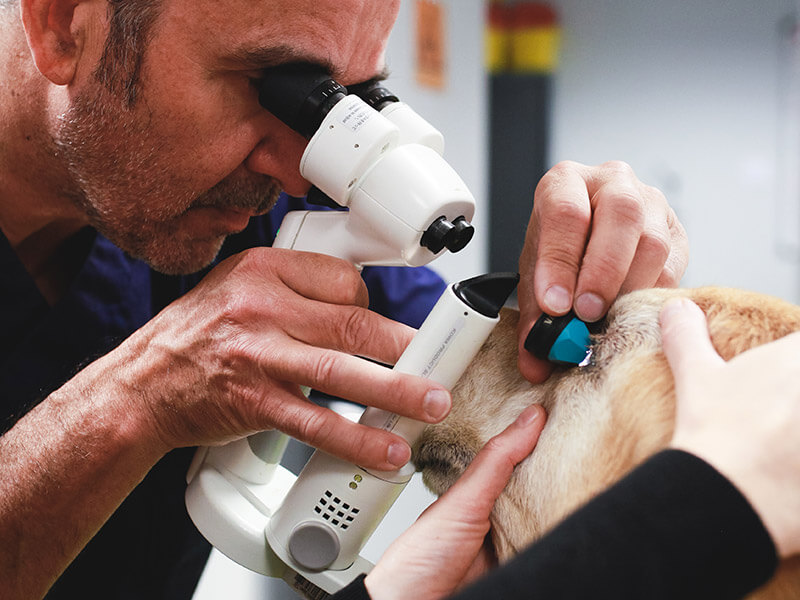 Vétérinaire réalisant un examen détaillé des yeux d'un chien
