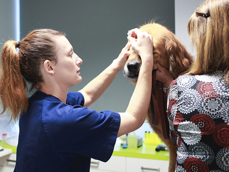 Vétérinaire en blouse bleue examinant les yeux d'un golden retriever pendant une consultation ophtalmologique