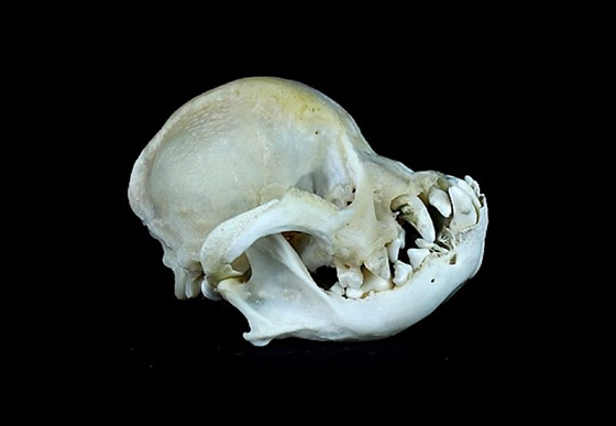 Crâne d'un chien brachycéphale