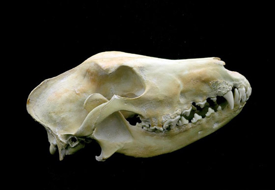 Crâne d'un chien dolichocéphale