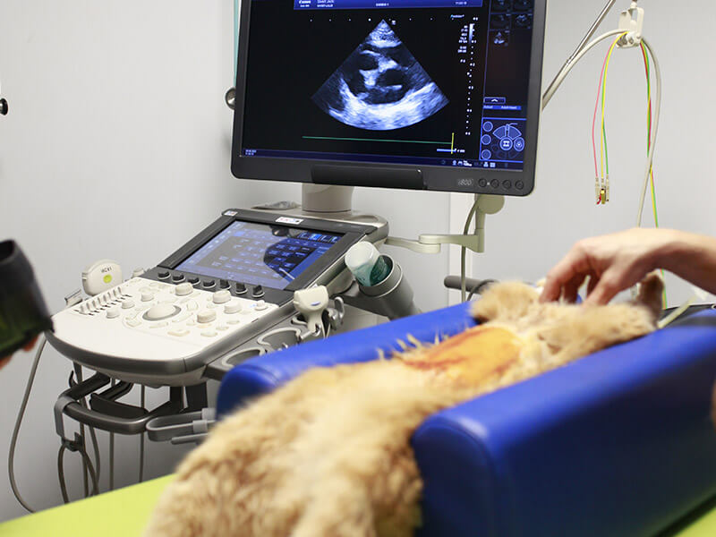 Examen échographique d'un chien avec écran montrant l'image échographique en temps réel