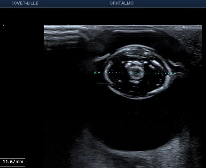 Echographie de l'oeil d'un chien avant opération de la cataracte