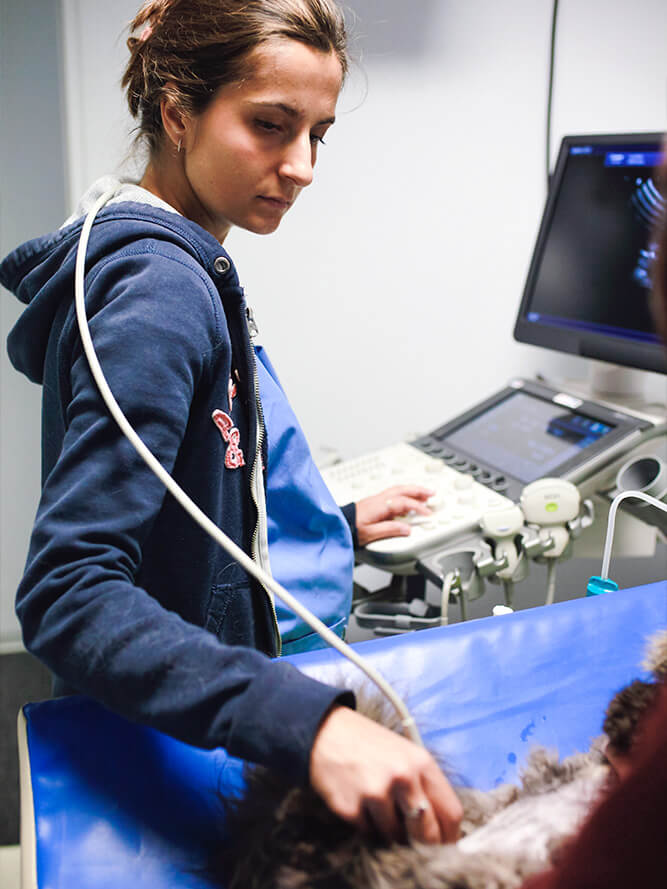 Image échographique cardiaque d'un animal montrant un anneau coloré en mode doppler avec graphique d'analyse sur écran Canon