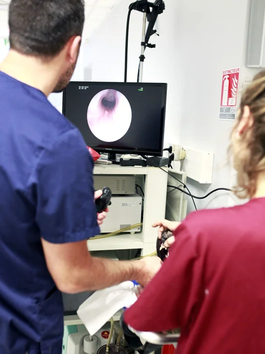 Examen endoscopique en préparation d'une opération chirurgicale
