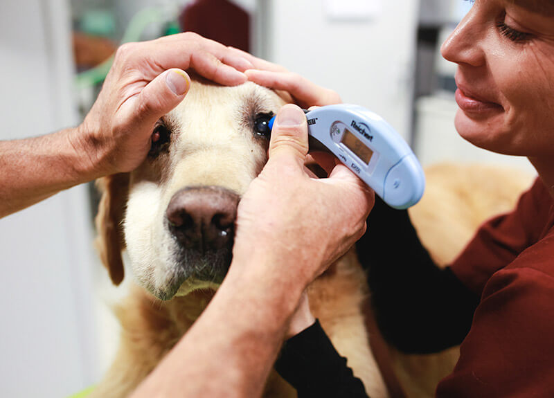 Examen occulaire d'un labrador à l'aide d'un tonomètres
