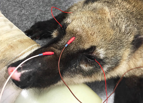 Coati roux endormi sous monitoring avec électrodes d'électrorétinographie placées sur son museau et autour des yeux, permettant l'enregistrement de l'activité électrique de la rétine