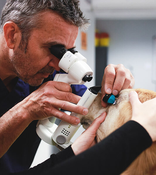 Examen approfondi de l'œil d'un chien à l'aide d'un appareil de gonioscopie