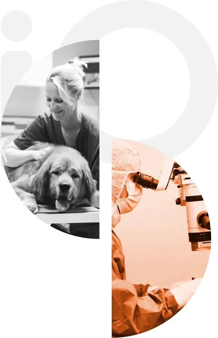 Logo IO VET composé de trois cercles entrelacés avec photo d'une vétérinaire examinant un chien et photo d'un vétérinaire en train de réaliser une opération chirurchicale optalmologique
