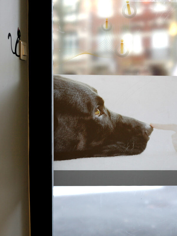 Gros plan artistique sur le profil d'un chien noir, décoration murale de la clinique vétérinaire avec logos IO VET en arrière-plan