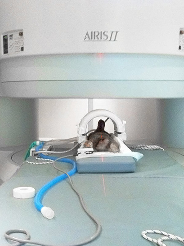 Chat sous anesthésie positionné dans l'IRM AIRIS II avec moniteur de surveillance et circuit d'oxygène bleu