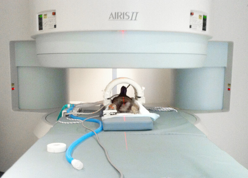 Chat sous anesthésie positionné dans l'anneau de l'IRM avec dispositifs de monitoring visibles