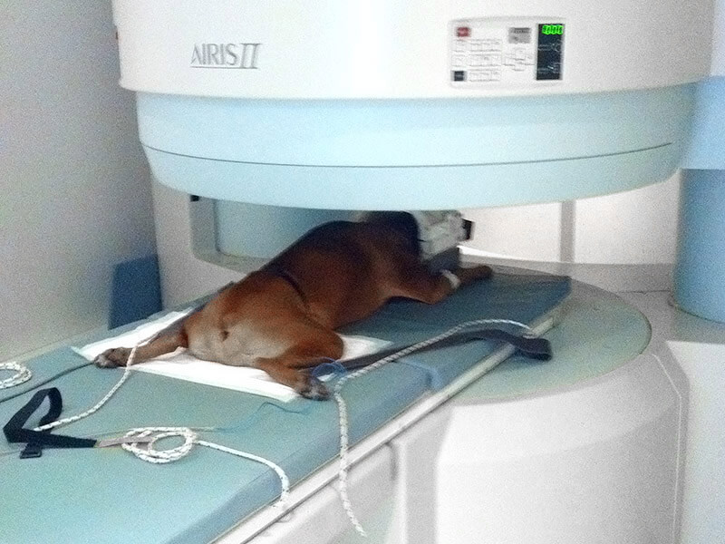 Chien brun sous sédation positionné dans l'IRM AIRIS II pour un examen d'imagerie médicale avancée