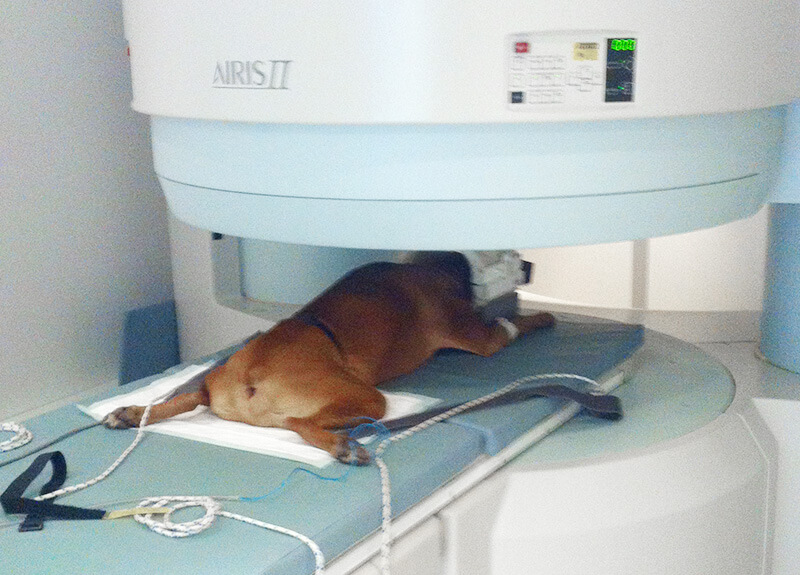 Chien de race boxer sous anesthésie positionné dans la machine IRM Airis II pour un examen médical