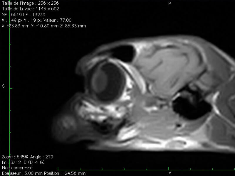 Image IRM en coupe sagittale de la tête d'un chien montrant le globe oculaire et les structures crâniennes