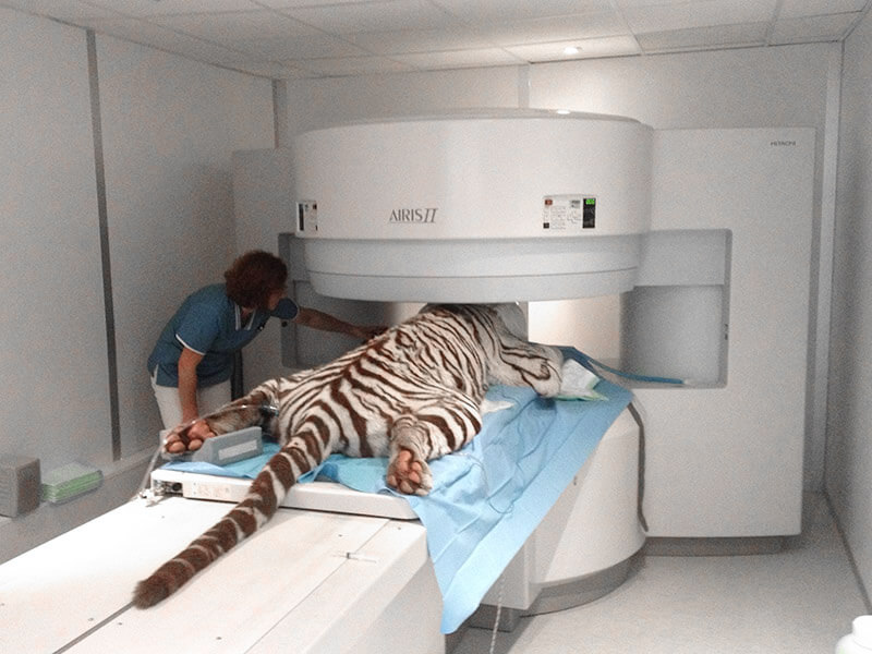 Grand félin sous anesthésie placé dans l'IRM AIRIS II avec assistance vétérinaire en blouse bleue surveillant l'examen