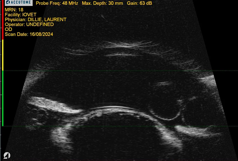 Echographie d'un kyste sur l'iris d'un chat
