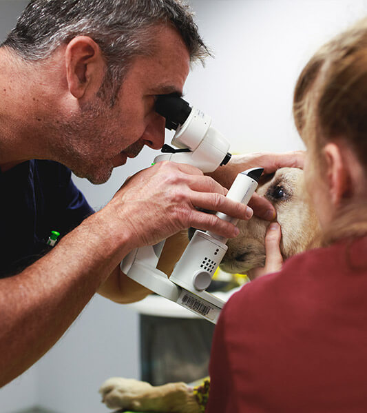 Vétérinaire ophtalmologiste examinant l'oeil d'un chien avec un biomicroscope à lampe à fente