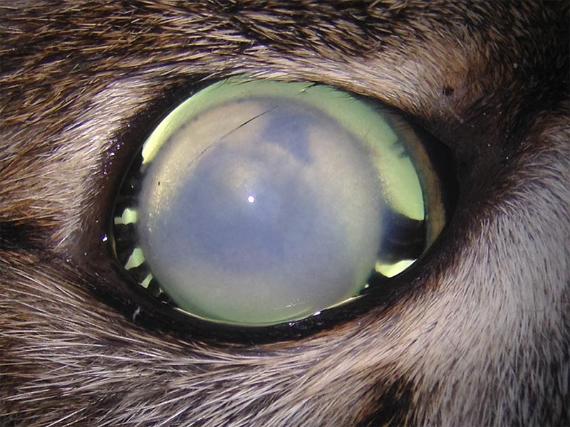 Cararacte avancée sur l'oeil d'un chat