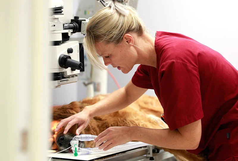 Chien sous anesthésie générale et respirateur artificiel pour opération chirurgicale