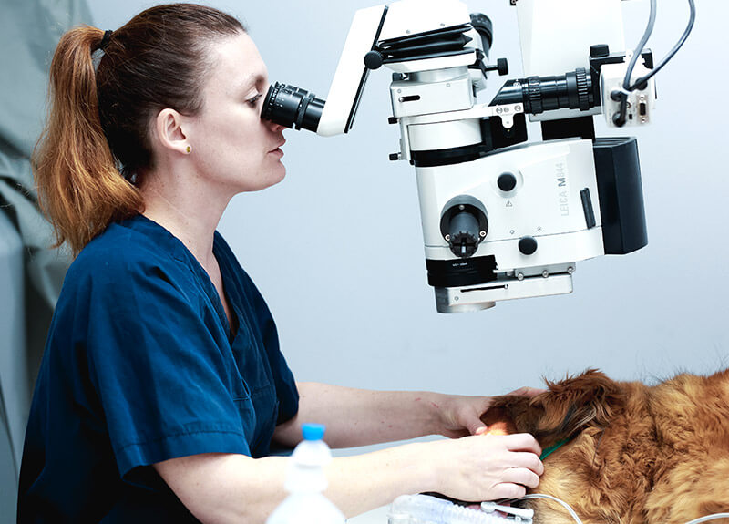 Un vétérinaire ophtalmologiste réalisant une opération au laser sur l'oeil d'un chien