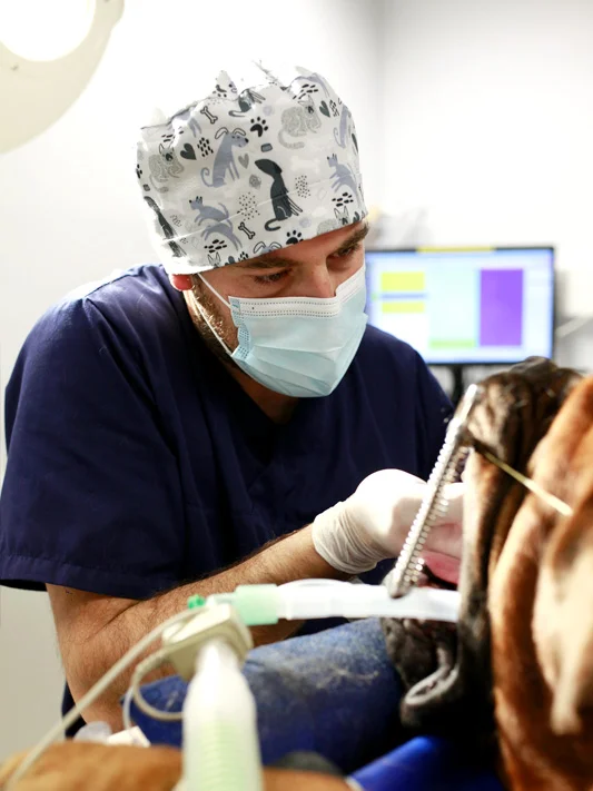 Opération chirurgicale d'un chien, dans la salle de bloc opératoire de la clinique IO Vet à Lille