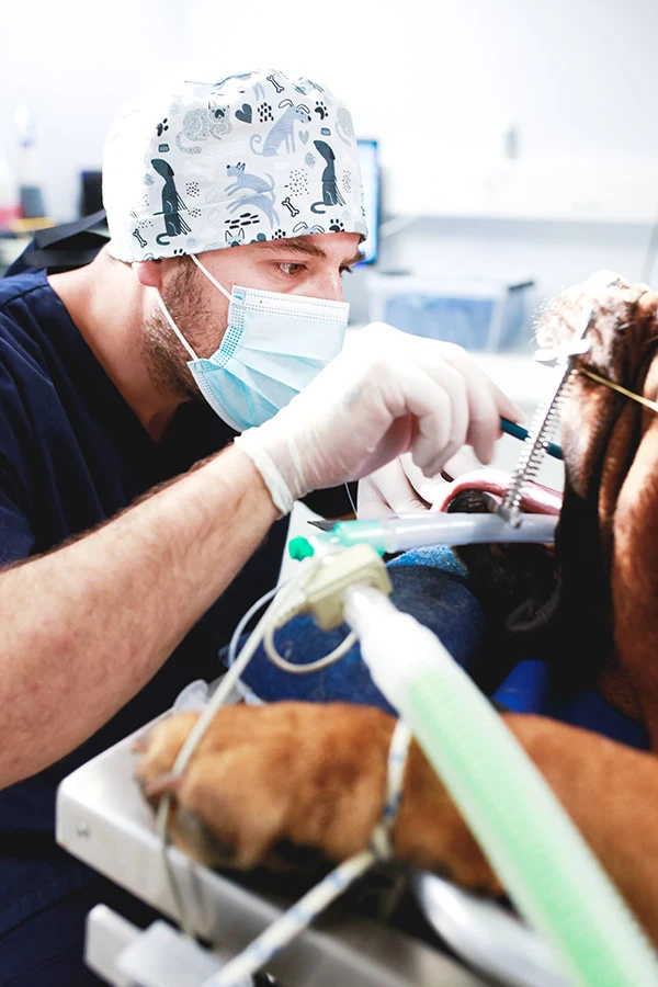 Chirurgien réalisant une opération chirurgicale du voile du palais d'un Staffordshire Bull Terrier