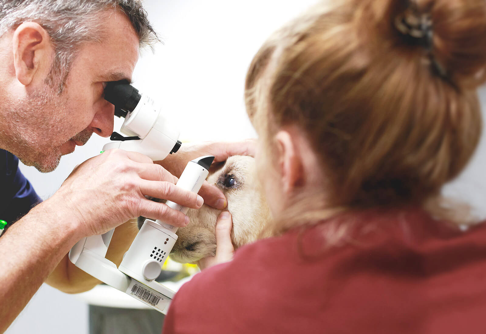 Vétérinaire réalisant une analyses de sang au microscope, dans la clinique IO vet à Lille (59)