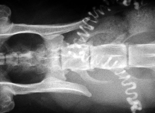 Radiographie d'un chat pour dépistage de la dysplasie de la hanche