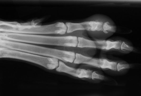 Radiographie des os d'une patte de chien