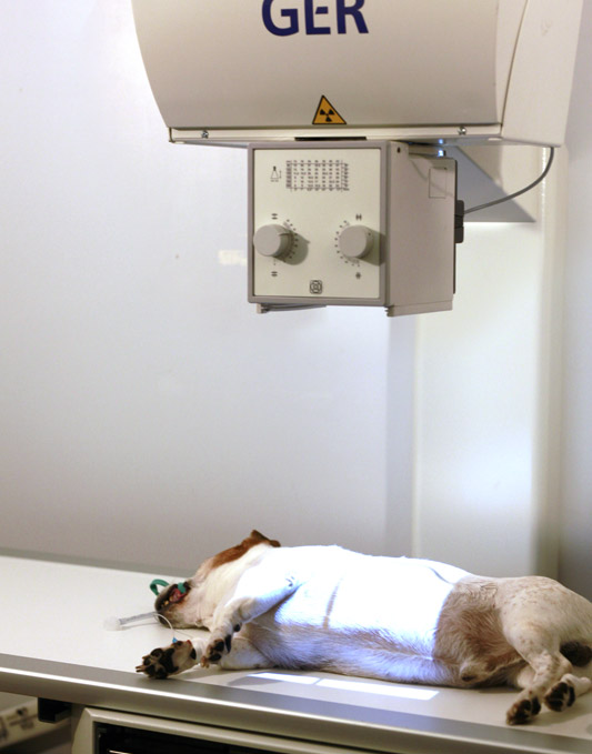Examen radiographique du thorax d'un chien sous anesthésie