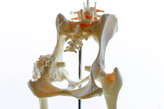 Vétérinaire radiographie Lille