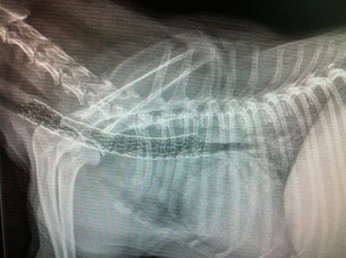 Radiographie thoracique d'un chien réalisée par IO Vet