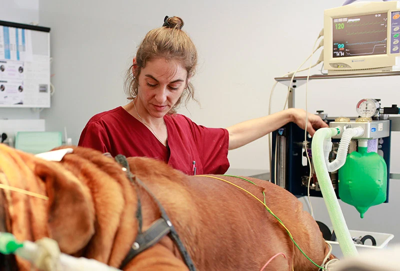 Assistante vétérinaire installant un respirateur artificiel à un chien