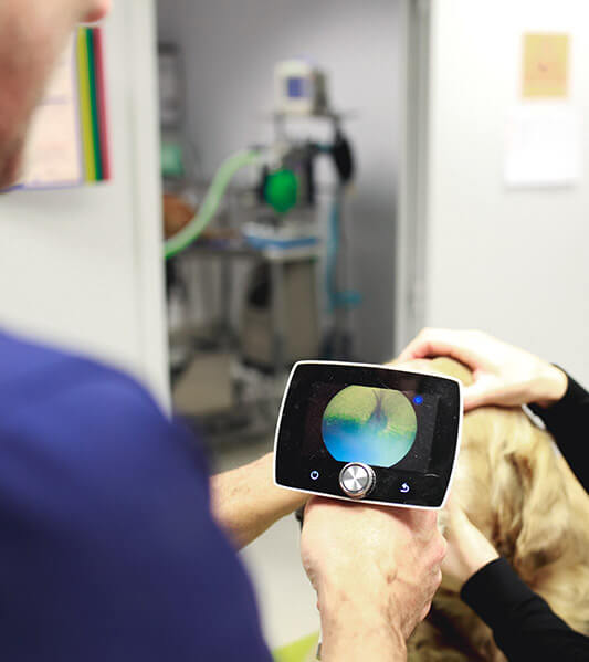 Vétérinaire utilisant un microscope opératoire pour examiner l'œil d'un chien pendant une consultation ophtalmologique