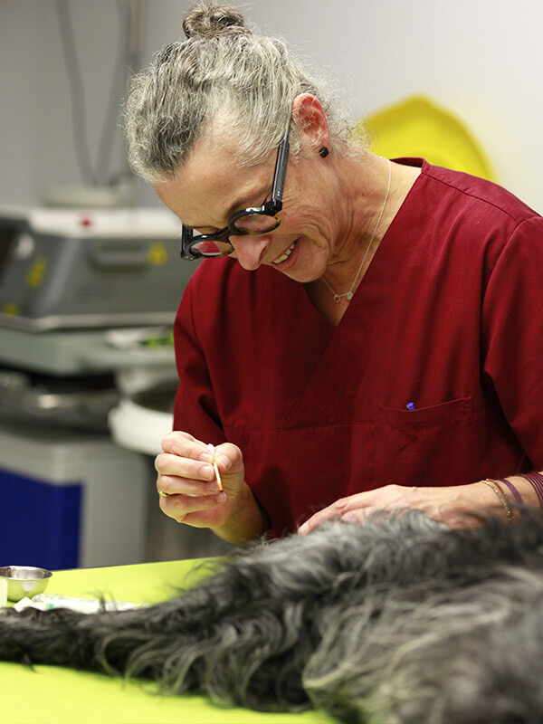 Vétérinaire en tenue bordeaux et lunettes réalisant un soin dentaire sur un chien à pelage noir