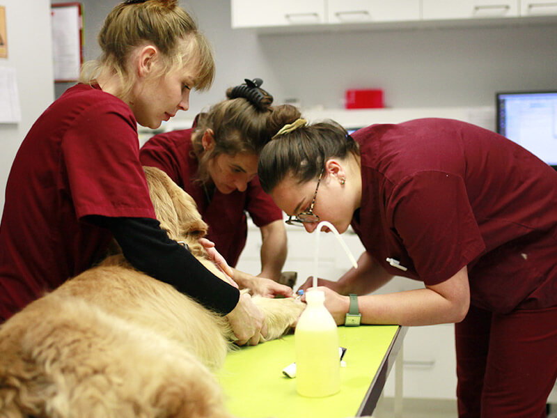 Équipe médicale en uniforme bordeaux effectuant des soins dentaires sur un golden retriever anesthésié