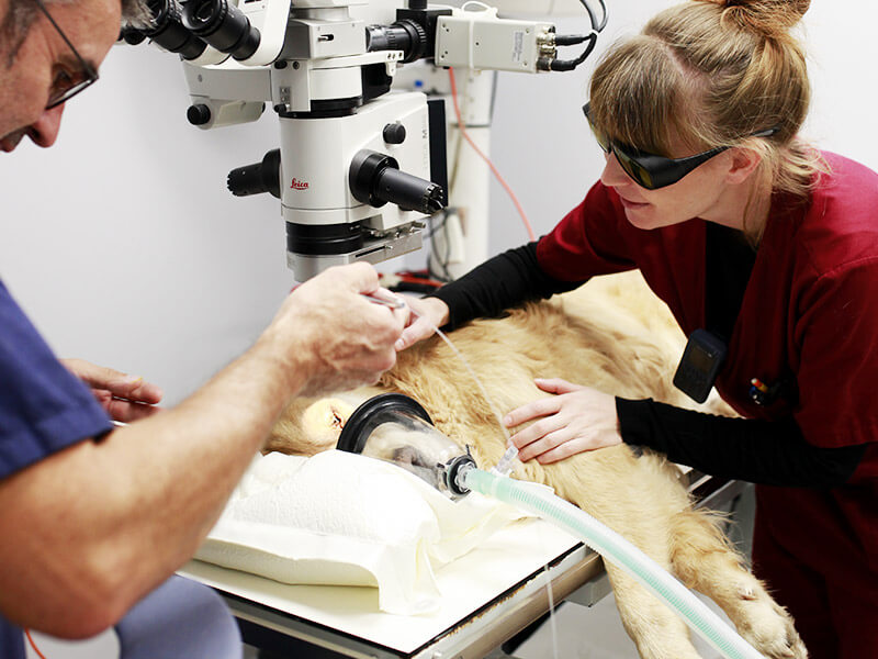 Équipe vétérinaire réalisant une intervention ophtalmologique sur un golden retriever sous microscope Leica