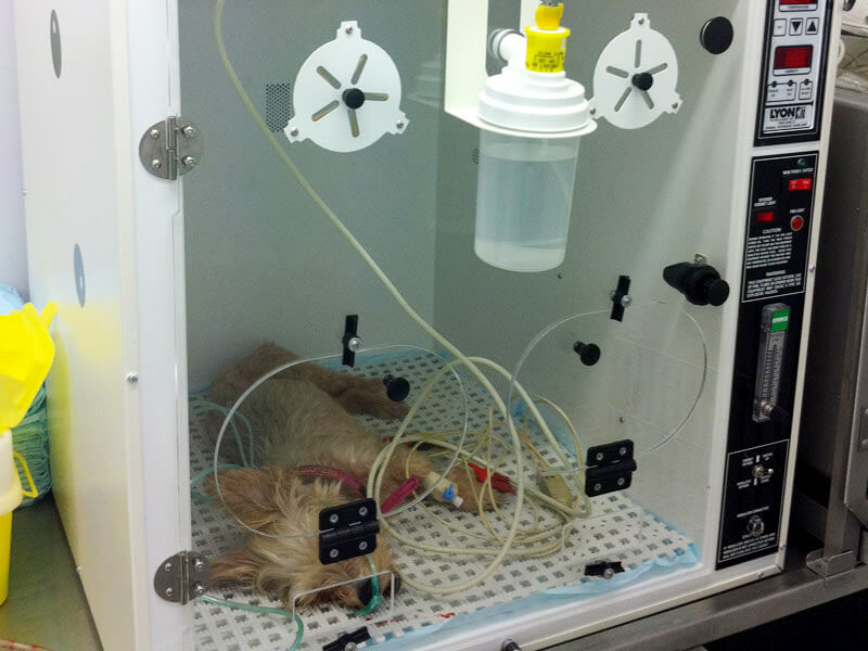 Chien sous oxygénation dans une cage à oxygène médicale équipée de systèmes de monitoring et contrôle