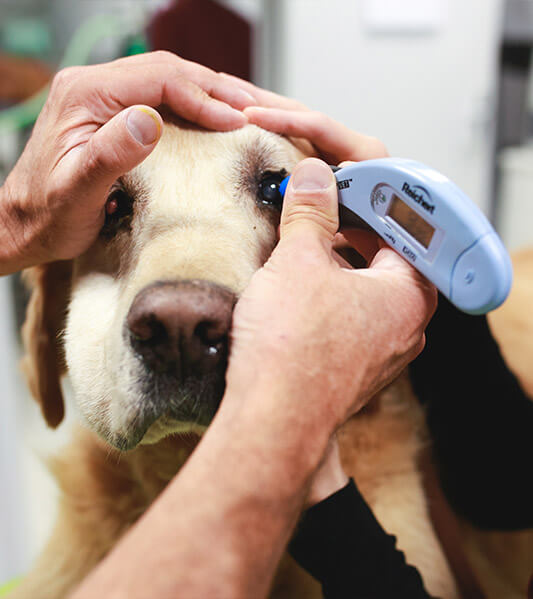 Mesure de la pression oculaire d'un chien à l'aide d'un tonomètre électronique