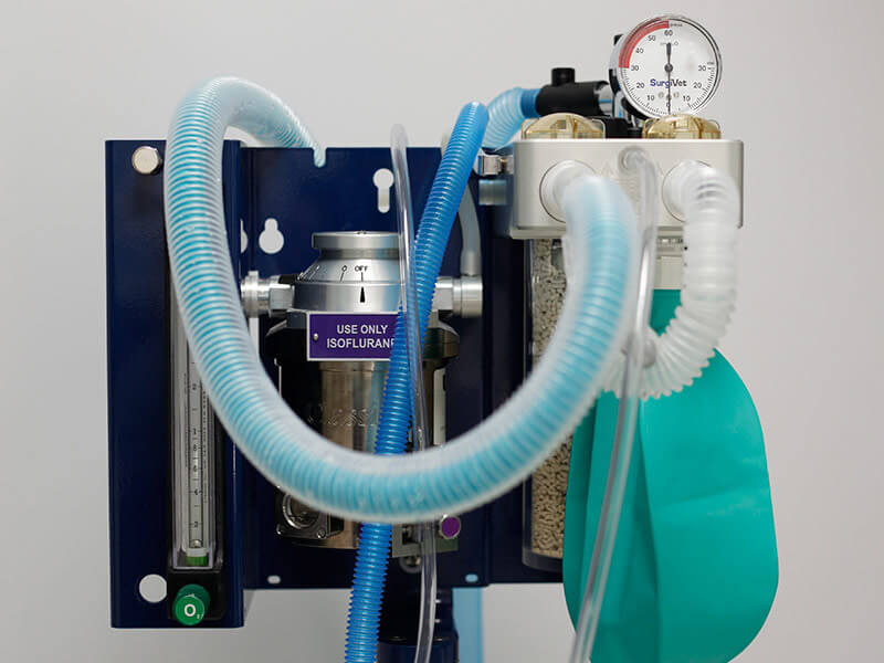Système d'anesthésie vétérinaire avec vaporisateur d'isoflurane, manomètre et circuits respiratoires bleus