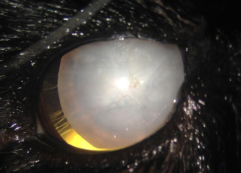 Oeil de chat souffrant de cataracte